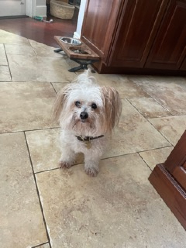 Reunited Female Dog (White with tan markings, Havanese?)