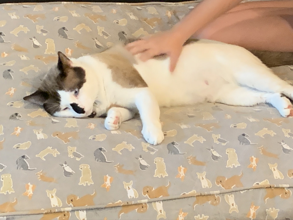 Lost Male Cat (Snowshoe with back spot on nose and blue cross eyes., Snowshoe) Winter Park