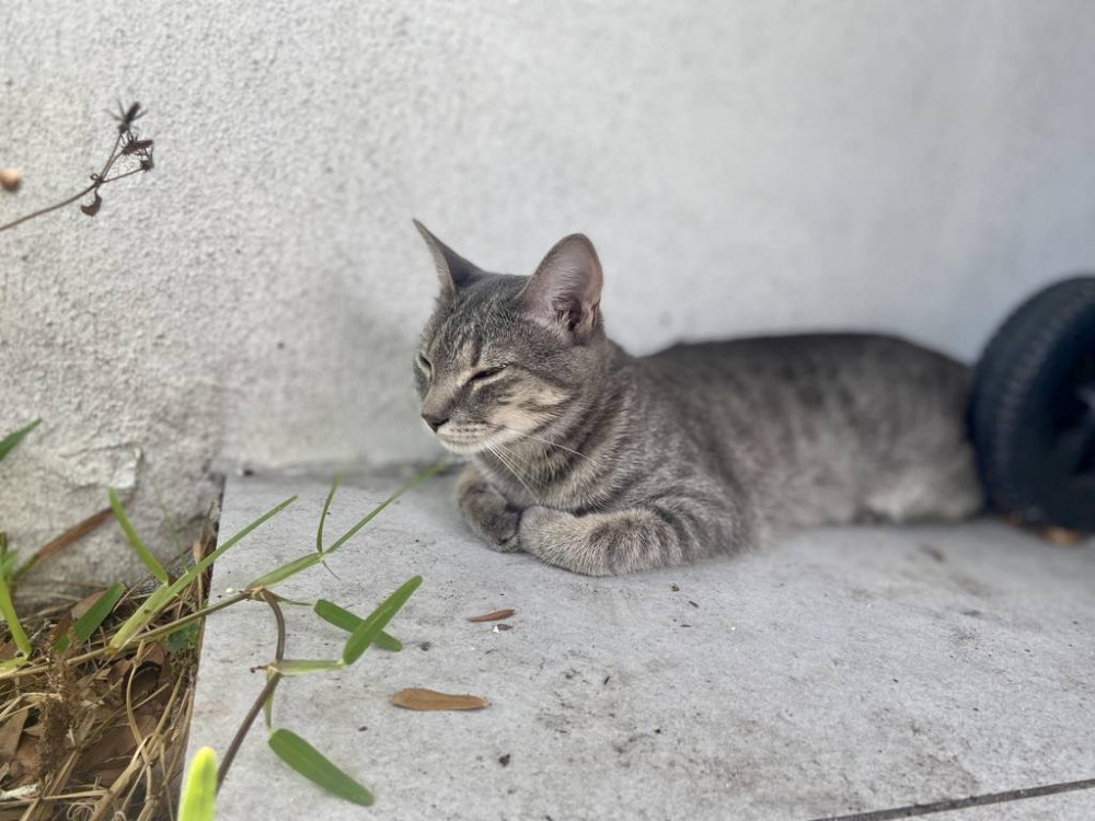 Lost Female Cat (Gray, tabby)