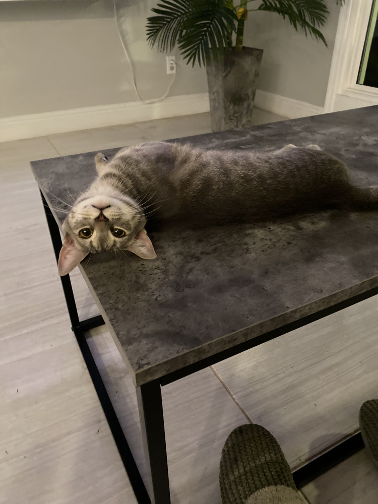 Lost Female Cat (Gray, tabby)