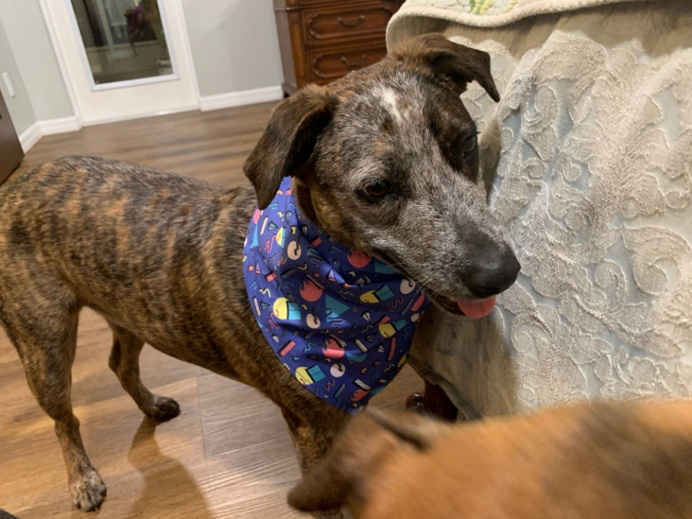 Reunited Male Dog (Brown/ Black/White, Unknown)