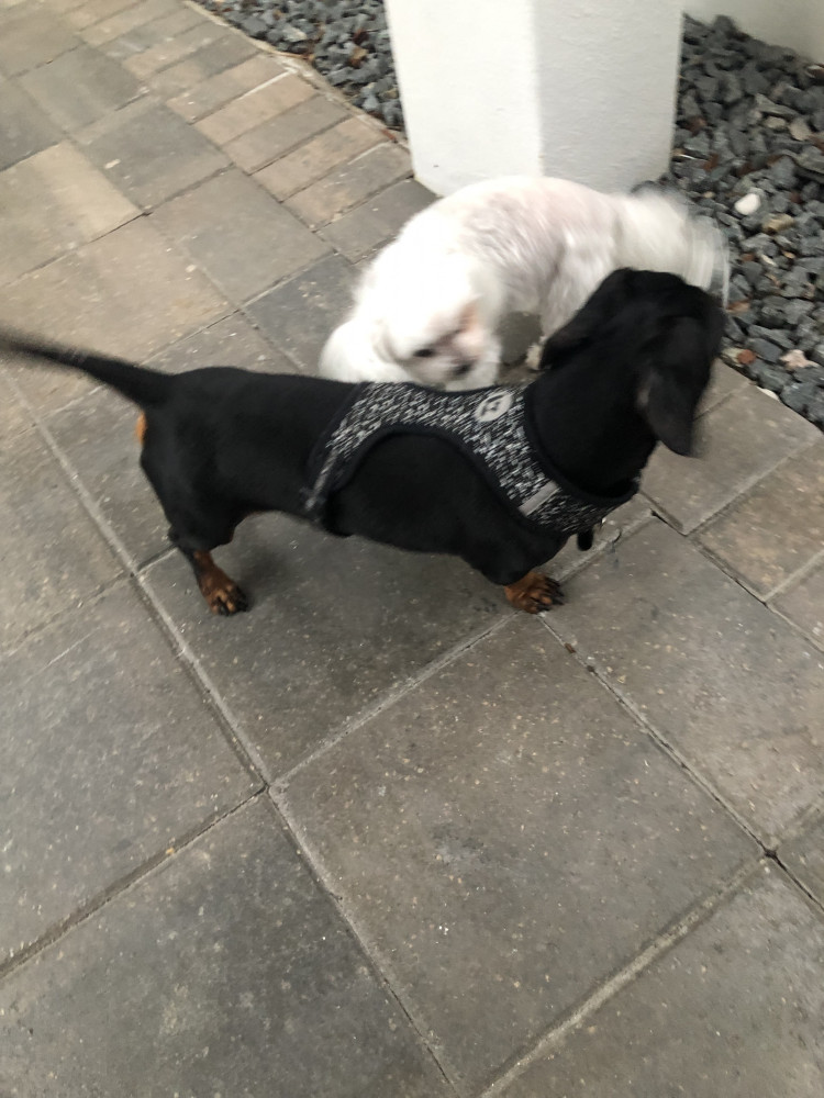 Reunited Male Dog (Blk & Tan, Mini  Dachshund)