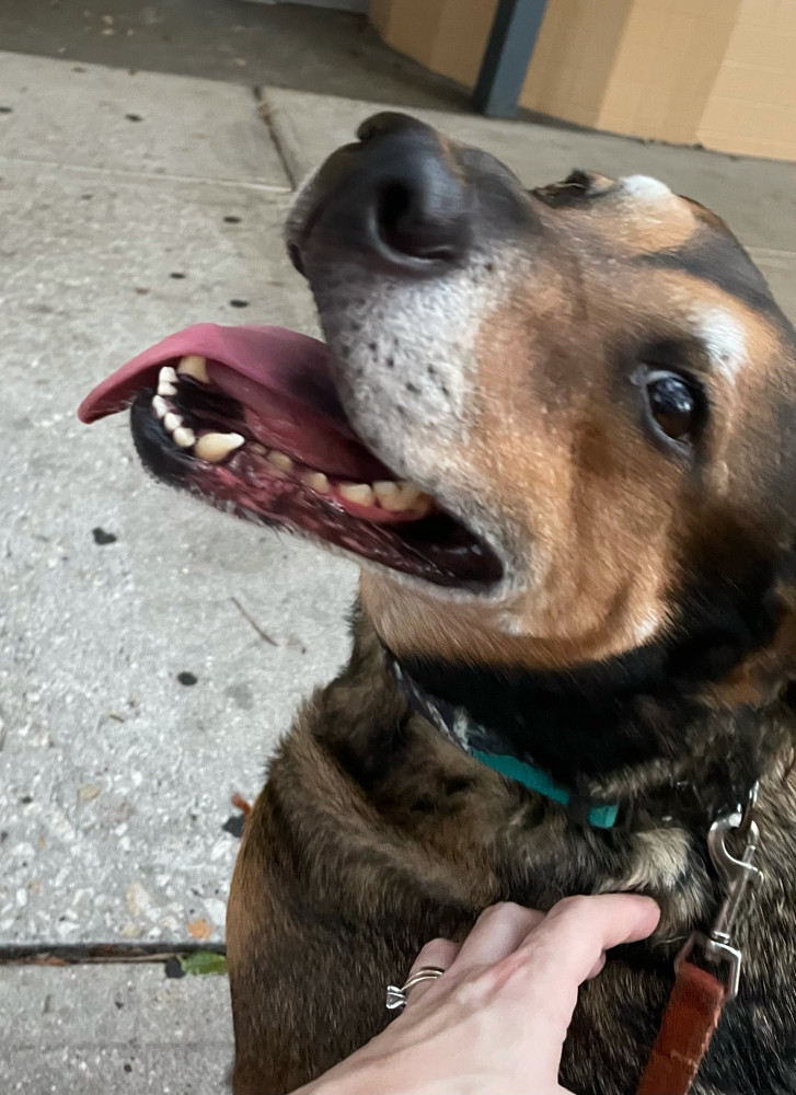 Reunited Male Dog (Black and Tan, Black Mouth Cur mix)