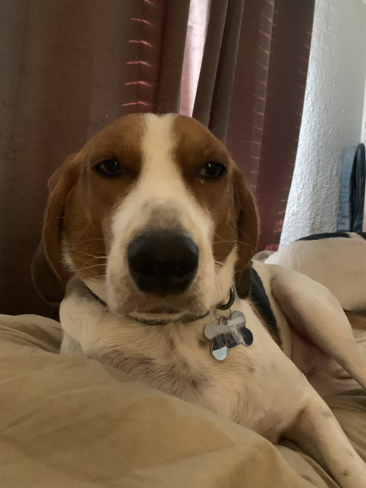 Reunited Male Dog (Tri color (white brown black), Treeing Walker Coonhound)