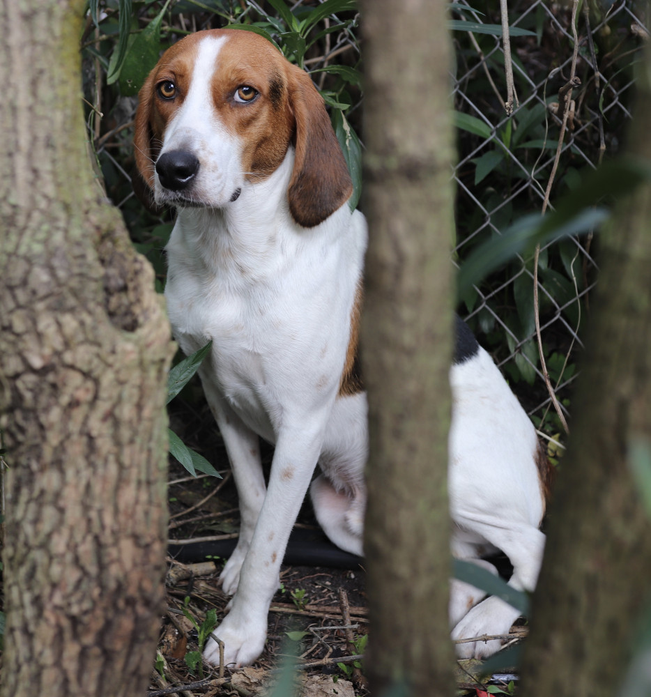 Reunited Male Dog (Tri color (white brown black), Treeing Walker Coonhound)