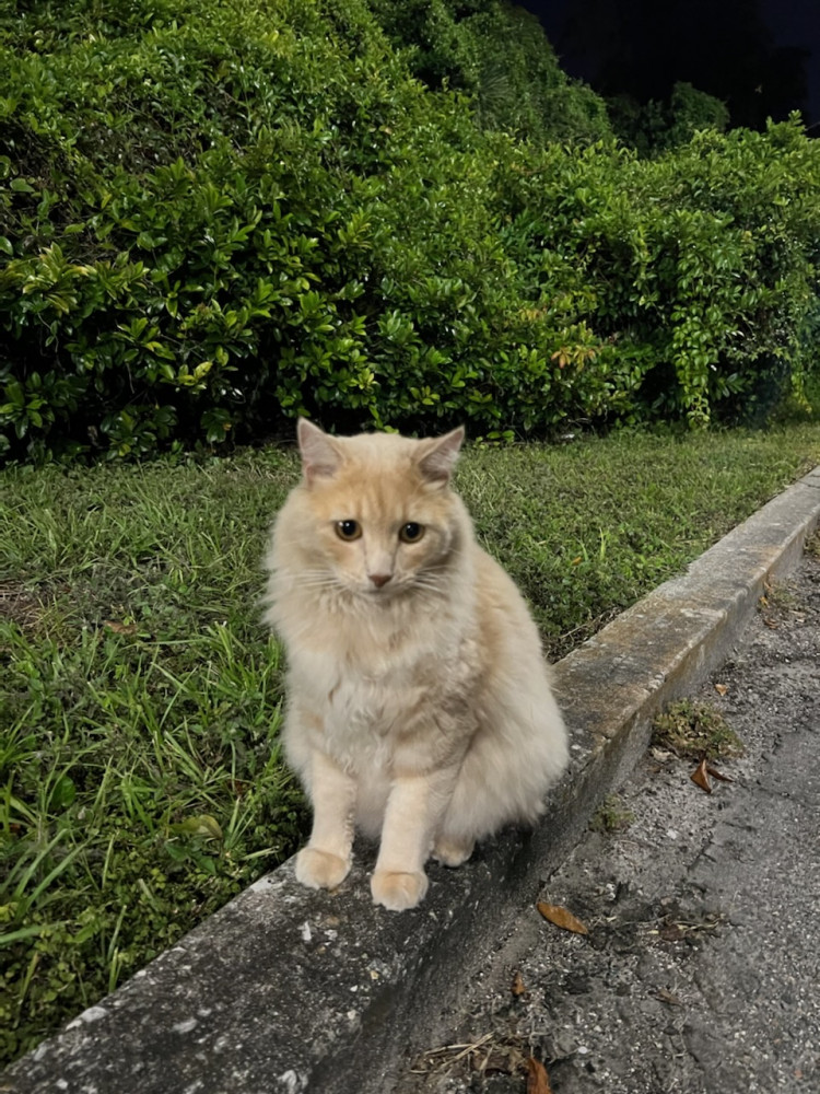 Reunited Female Cat (Pale Ginger, Mix)