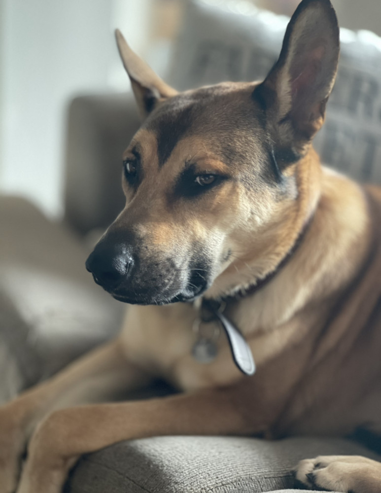 Reunited Male Dog (Brown short hair, German Shepard/Malinois)