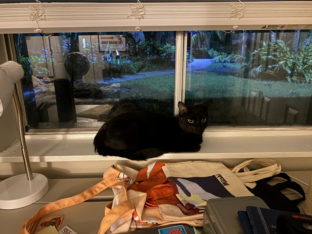 Reunited Female Cat (Black, Shorthair)