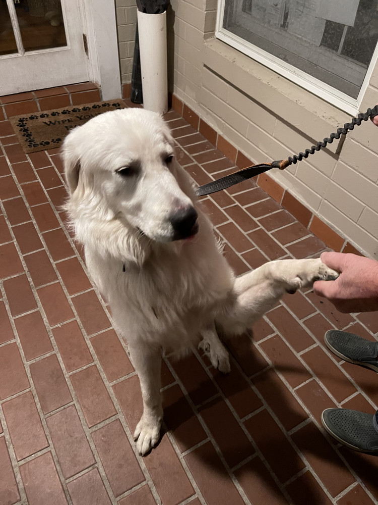 Reunited Male Dog (White, Large long hair)