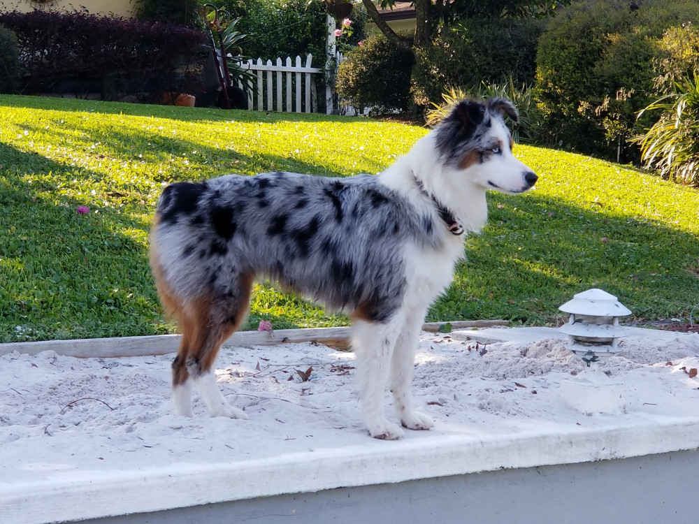 Reunited Female Dog (Blue merle, Australian Shepherd)