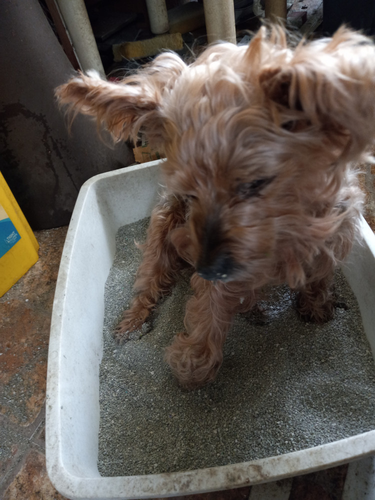 Reunited Male Dog (Brown, Yorkie - Shnauzer (?) Mix)