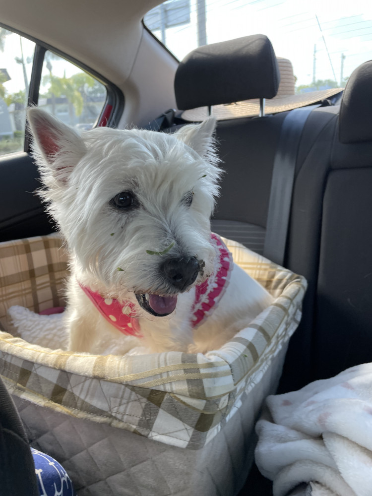 Reunited Female Dog (white, West Highland Terrer)