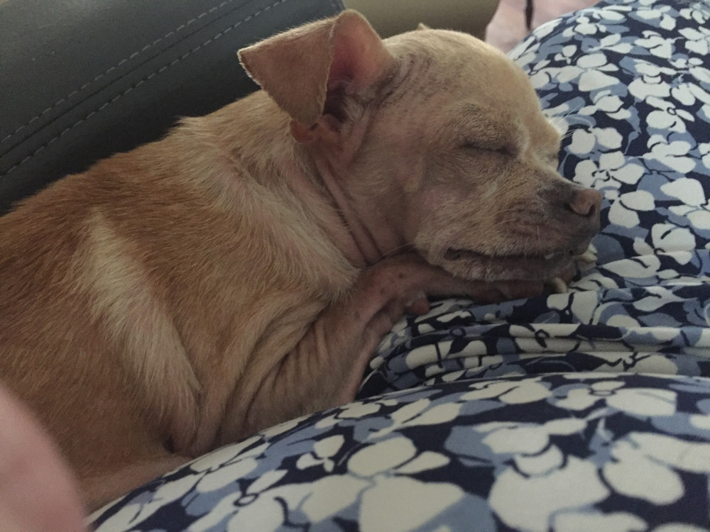 Reunited Male Dog (Blonde, Chihuahua)