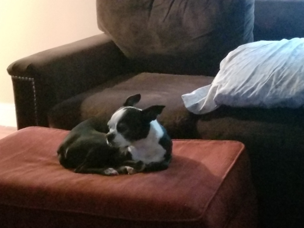 Reunited Male Dog (Black and white, Boston terrier)