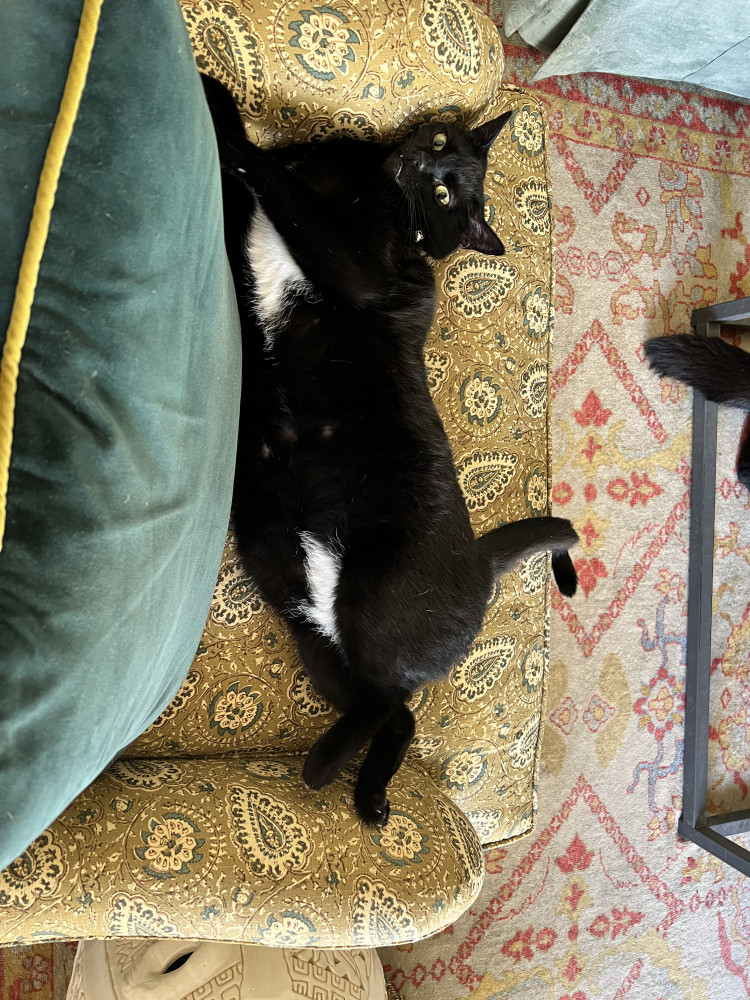 Reunited Female Cat (Black, Shorthair)