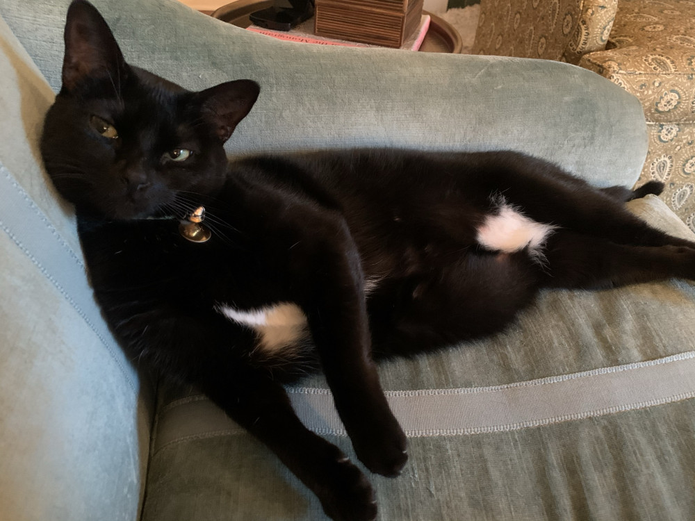 Reunited Female Cat (Black, Shorthair)