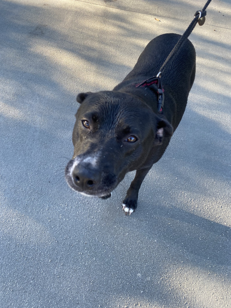 Reunited Female Dog (Black with white paws, Lab Mix)