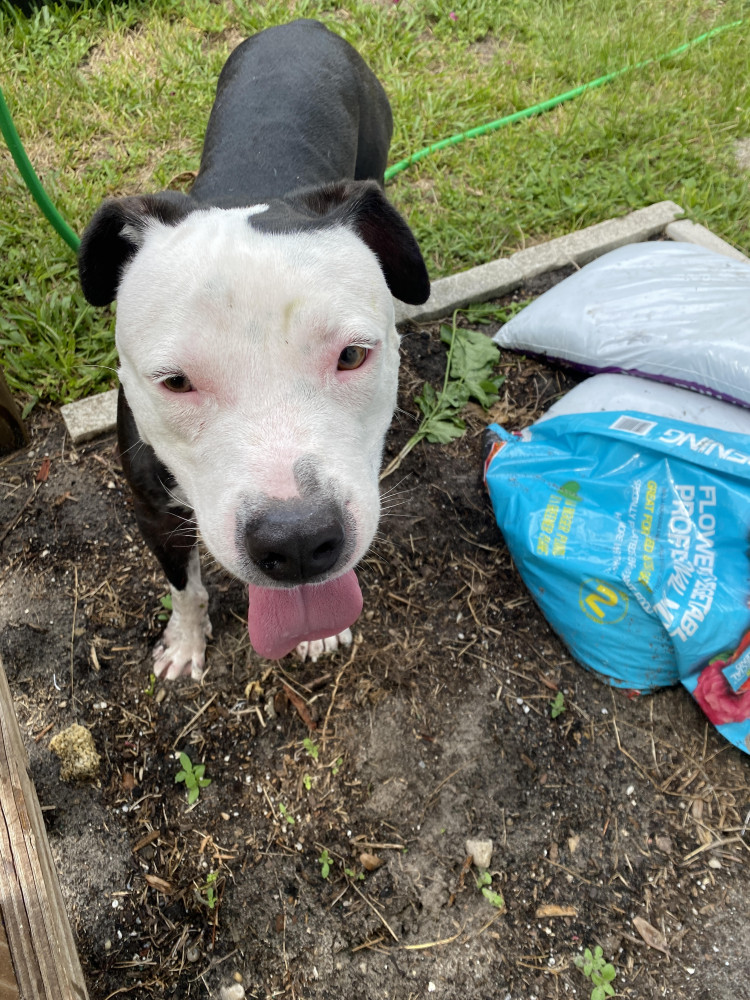 Found Male Dog (Black and White, boxer/pit mix)