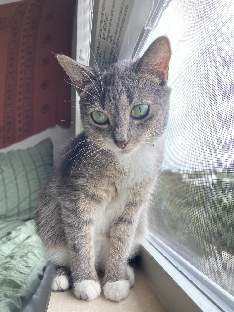 Reunited Female Cat (Gray, Mixed)