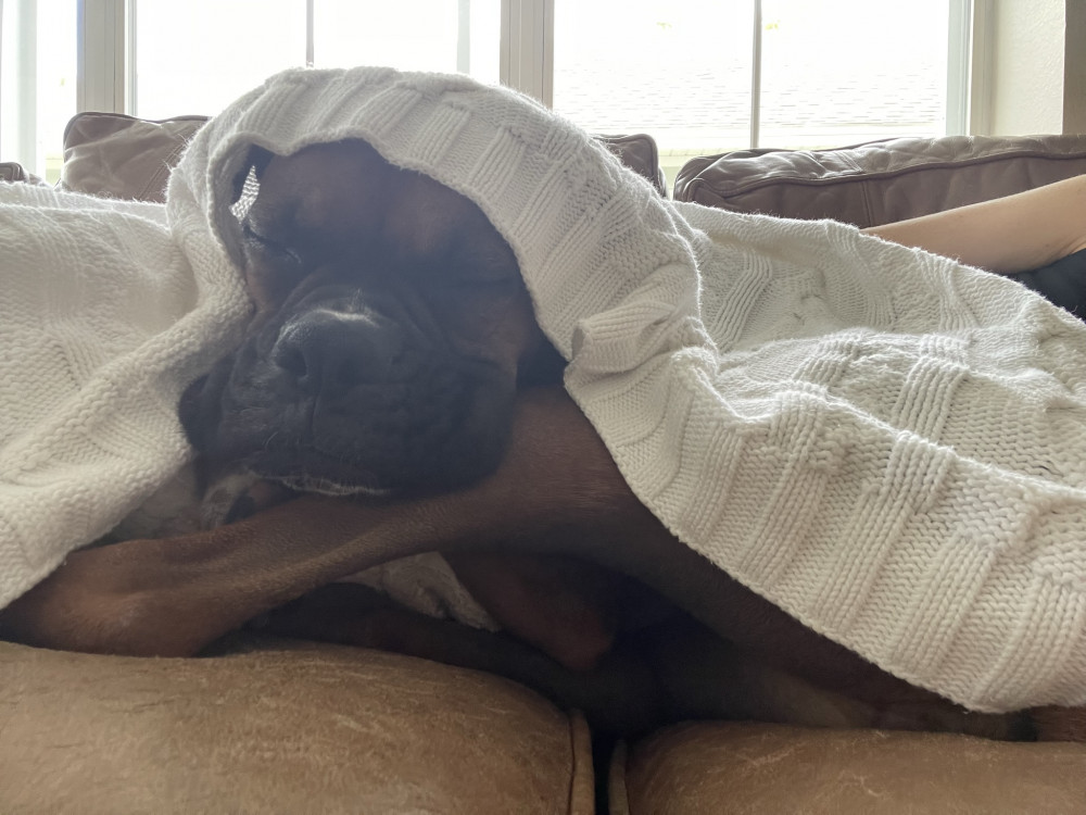 Reunited Female Dog (Brown, Boxer)