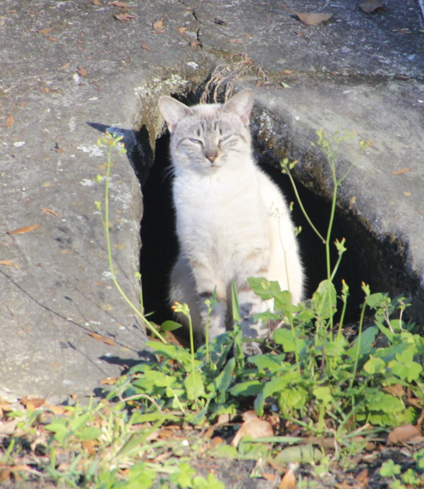 Found Female Cat (white/grey, not sure)