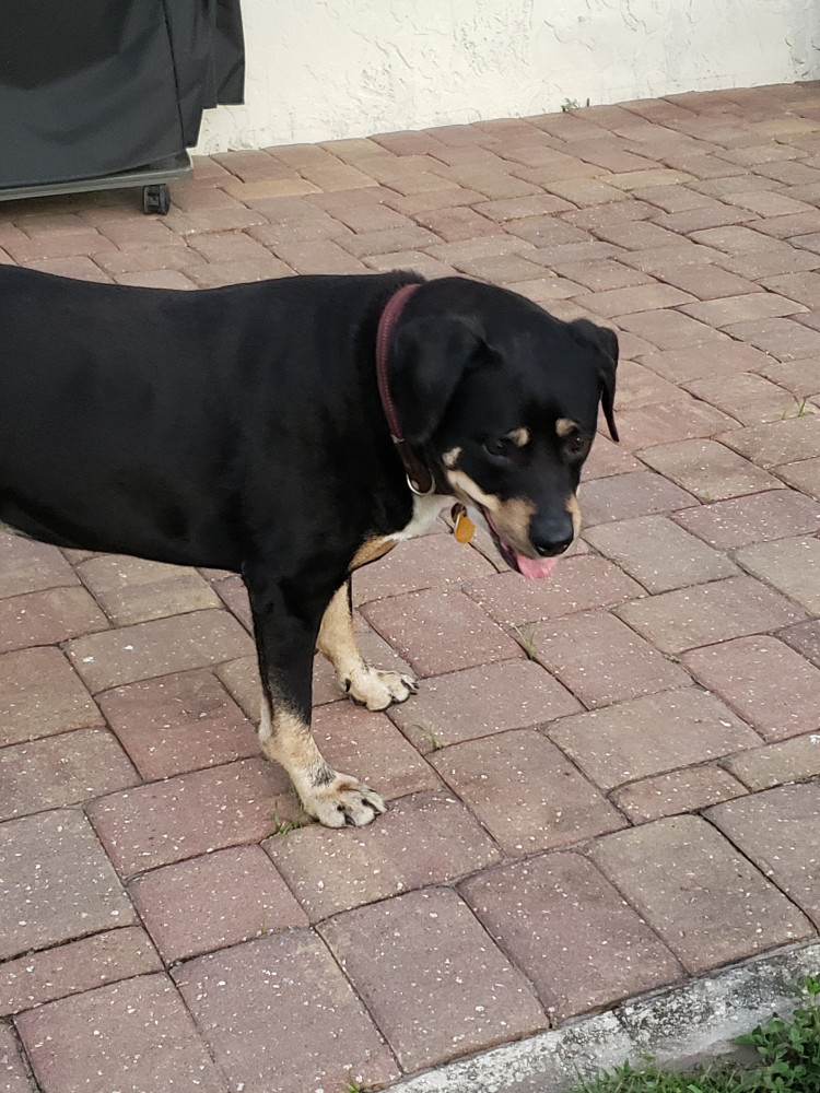 Reunited Female Dog (Black and tan, Rottweiler)