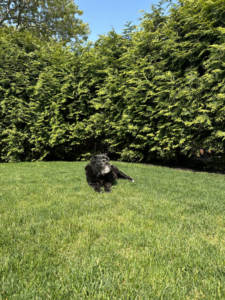 Reunited Female Dog (Black, Cane Corso)