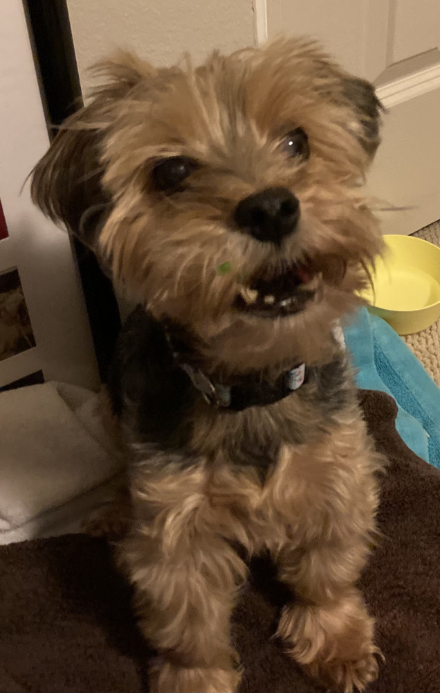 Reunited Female Dog (Grey and tan, Yorkshire Terrier)