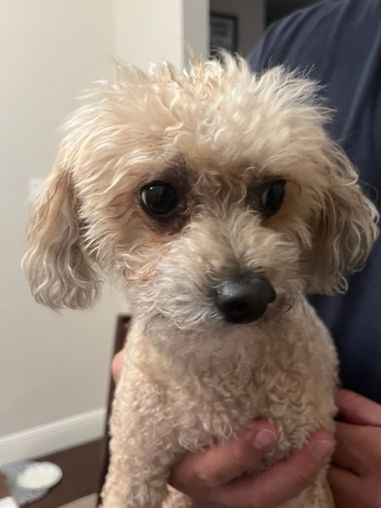 Reunited Male Dog (White Beige, Poodle)