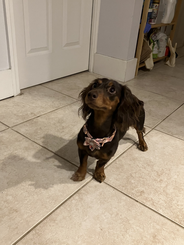 Reunited Female Dog (Dark brown, Wiener)