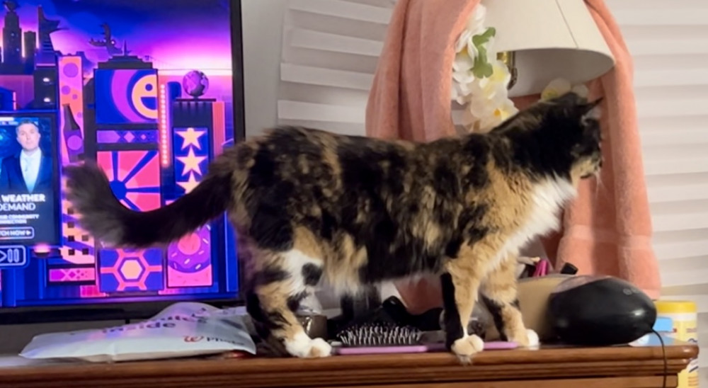 Reunited Female Cat (Blend of black, red and cream, Torte)
