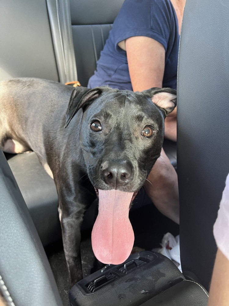 Reunited Male Dog (Black, Pit bull mix)