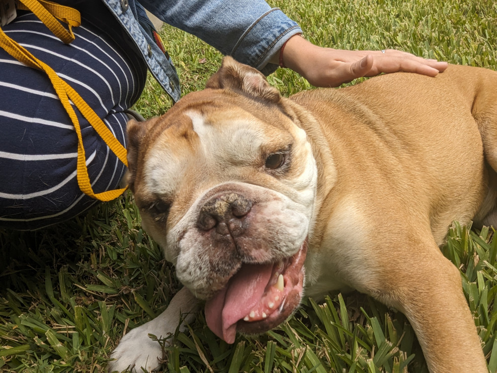 Reunited Female Dog (Tan and White, English Bulldog)