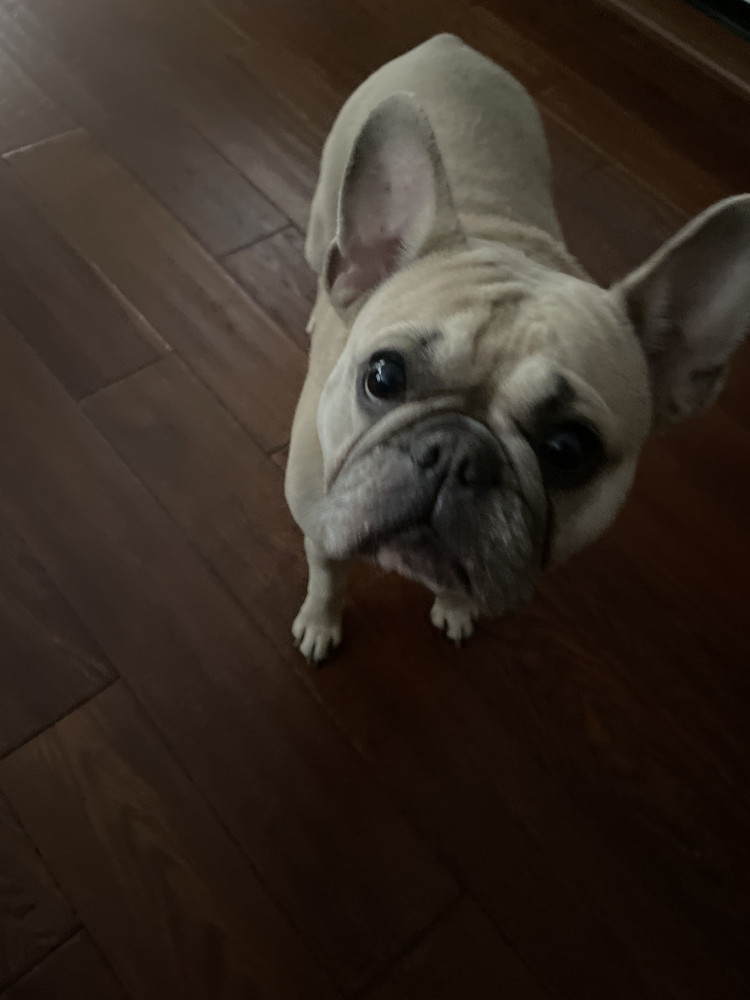 Reunited Female Dog (Brown/black, Frenchie)