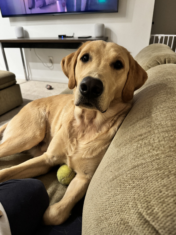 Reunited Male Dog (Yellow, Labrador retriever)