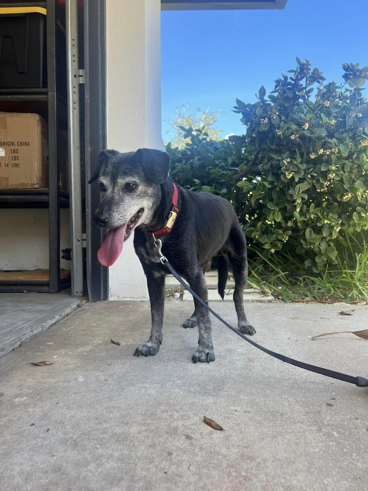 Reunited Female Dog (Black, Unknown)