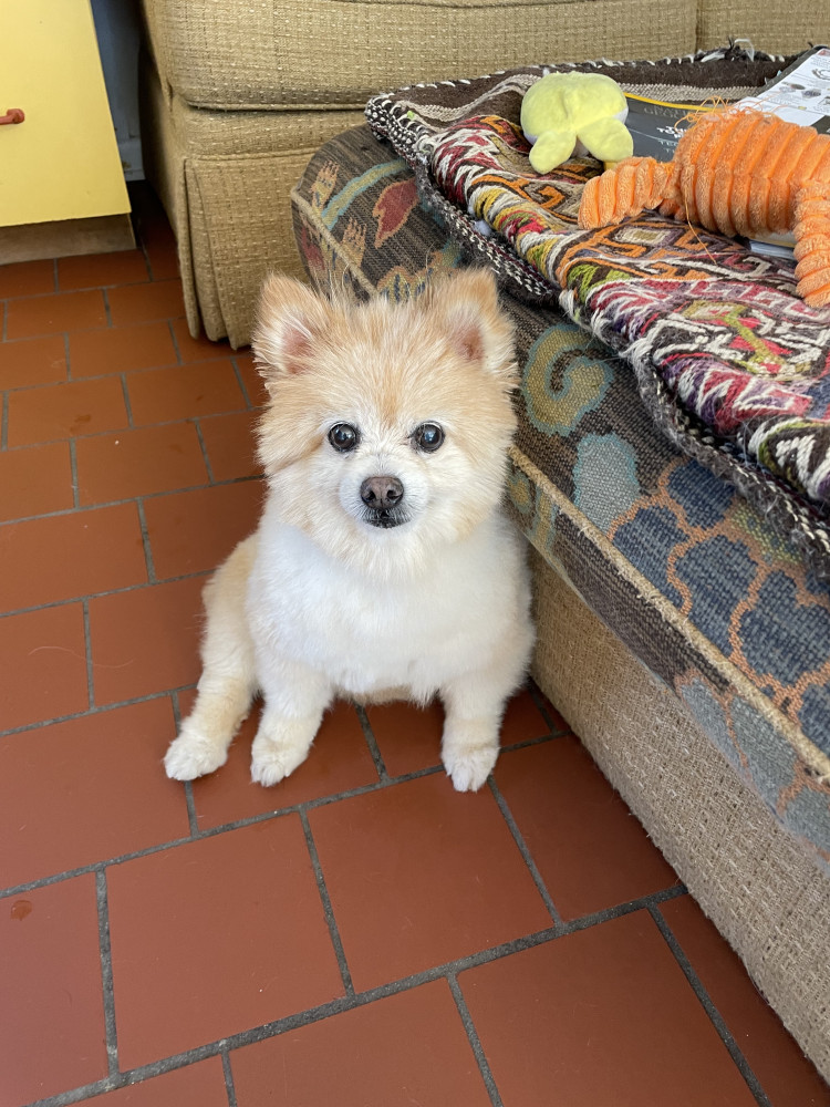 Reunited Male Dog (White/tan, Pom)