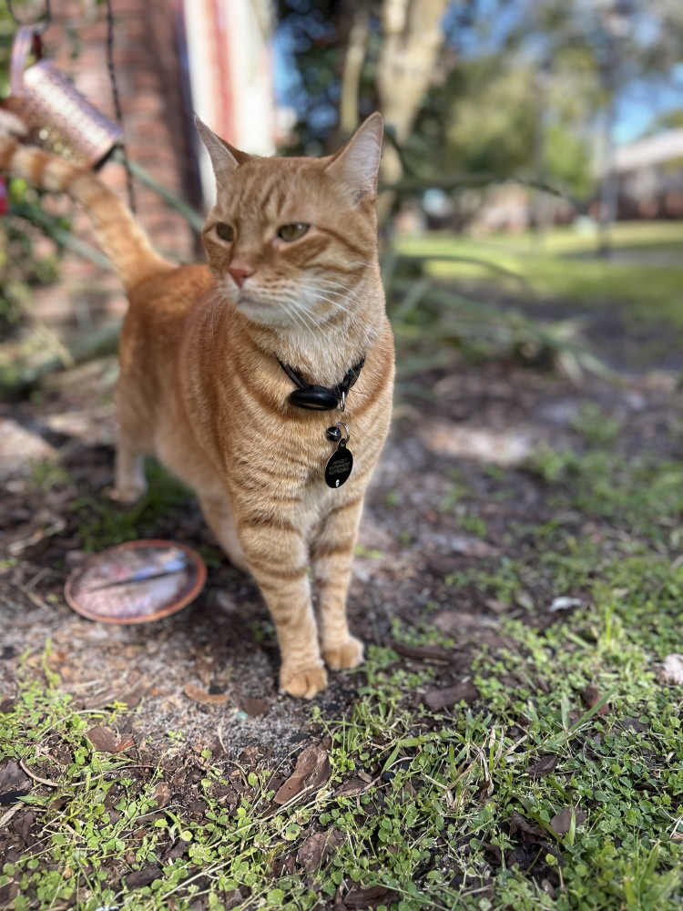 Reunited Male Cat (Orange, Tabby)