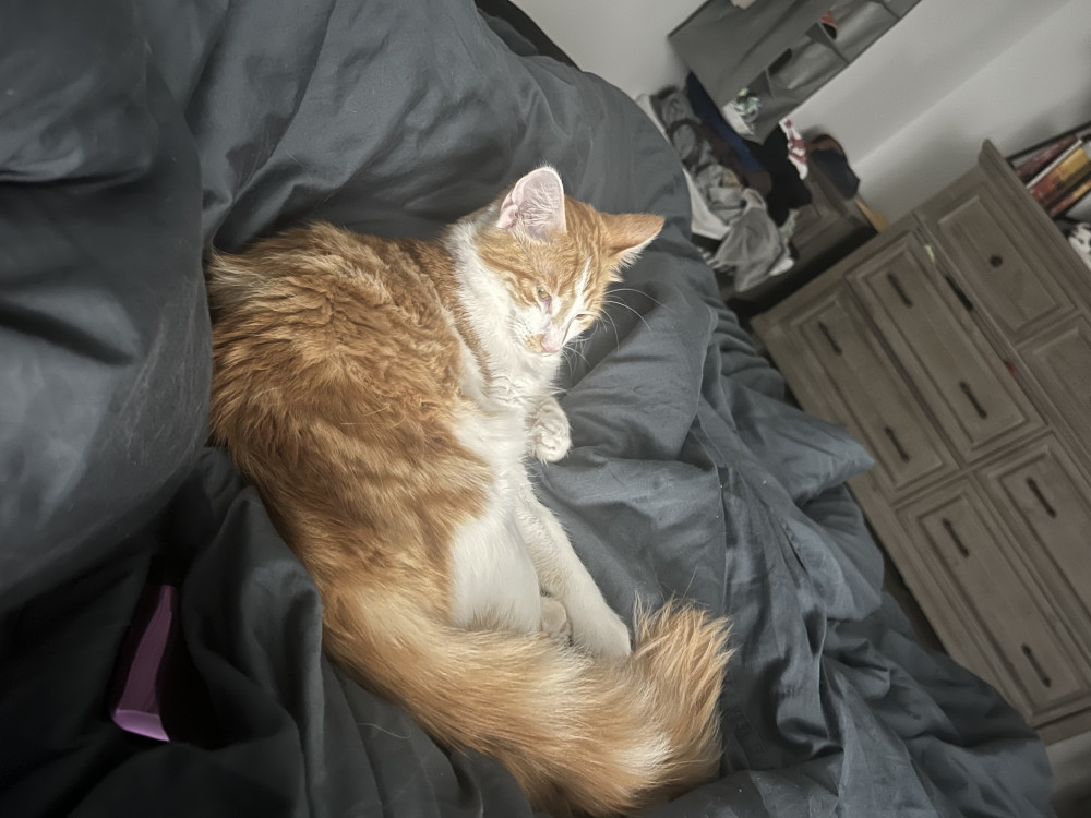 Reunited Male Cat (Orange, Maine Coon/Mix)