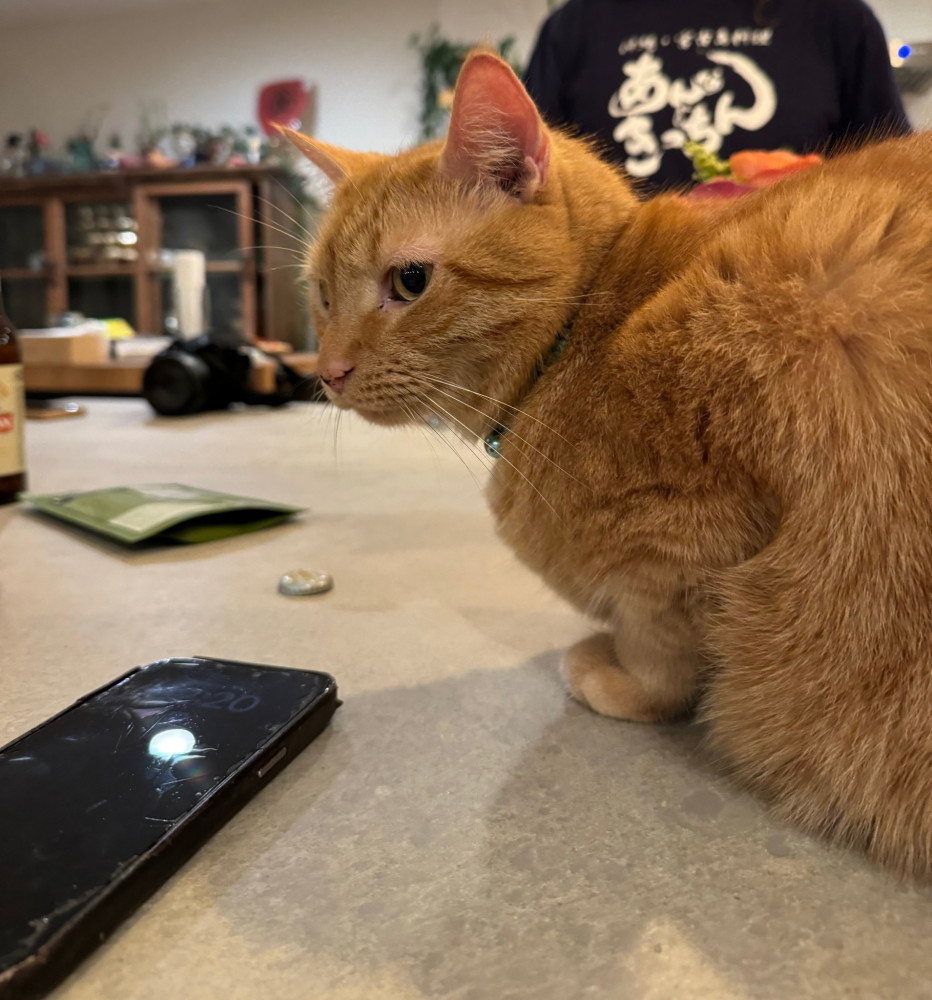 Reunited Male Cat (Orange Tabby, Domestic Shorthair)