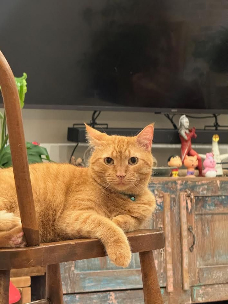 Reunited Male Cat (Orange Tabby, Domestic Shorthair)