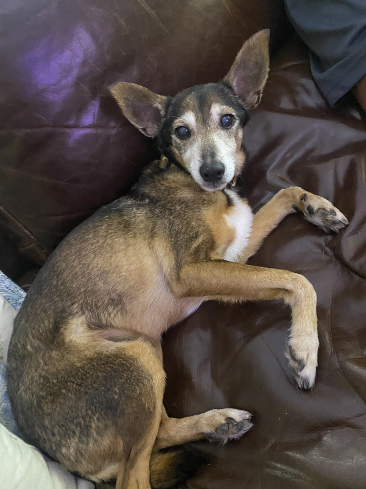 Reunited Male Dog (Brown and Gray, Chihuahua Mix)