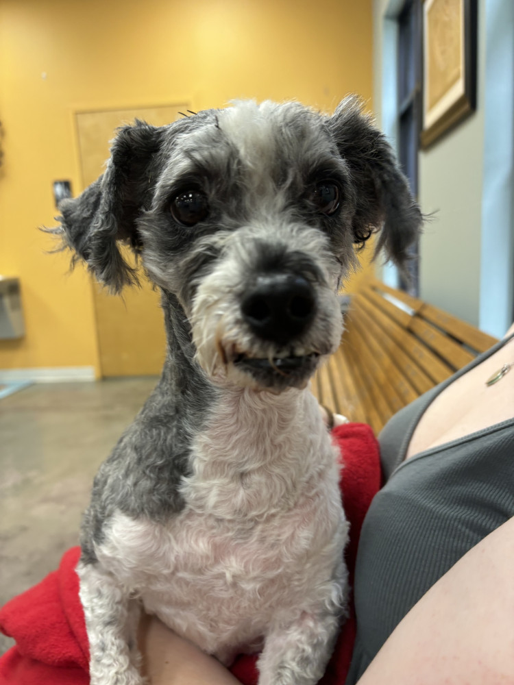 Reunited Male Dog (Grey and White, Schnauzer)