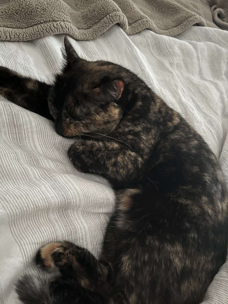 Lost Female Cat (Tortoise Shell, Shorthair)