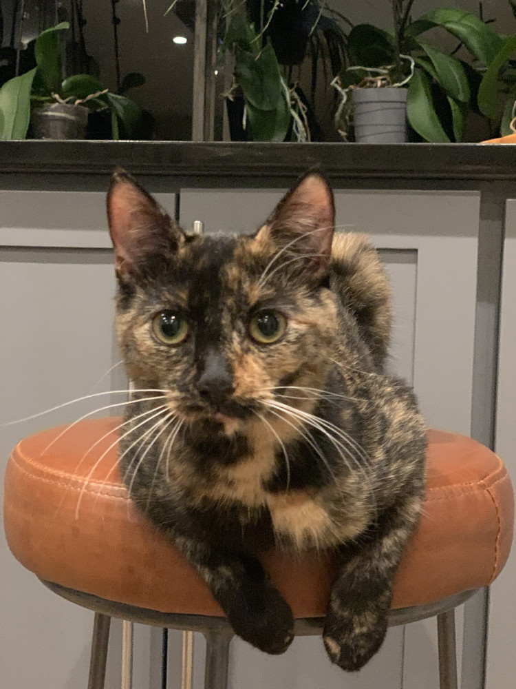 Lost Female Cat (Tortoise Shell, Shorthair)