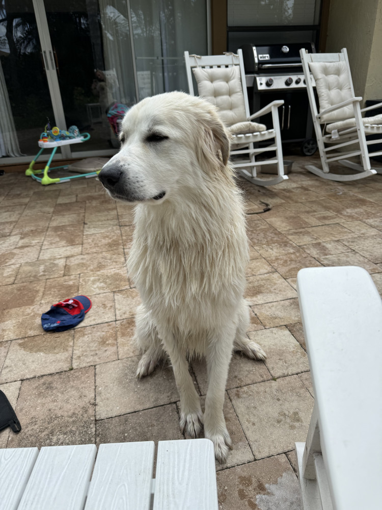 Reunited Female Dog (White, Great Pyrenees)