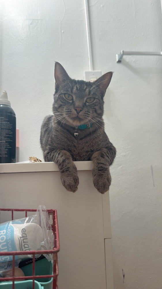 Lost Male Cat (Grey and black, Grey and Black Stripped)