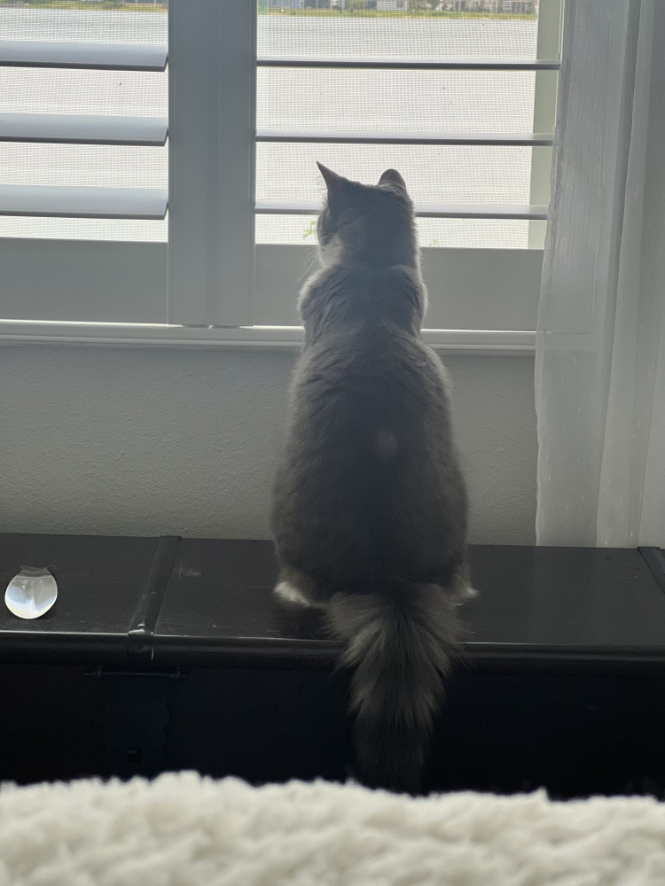 Reunited Male Cat (Gray and White, Domestic Longhair)