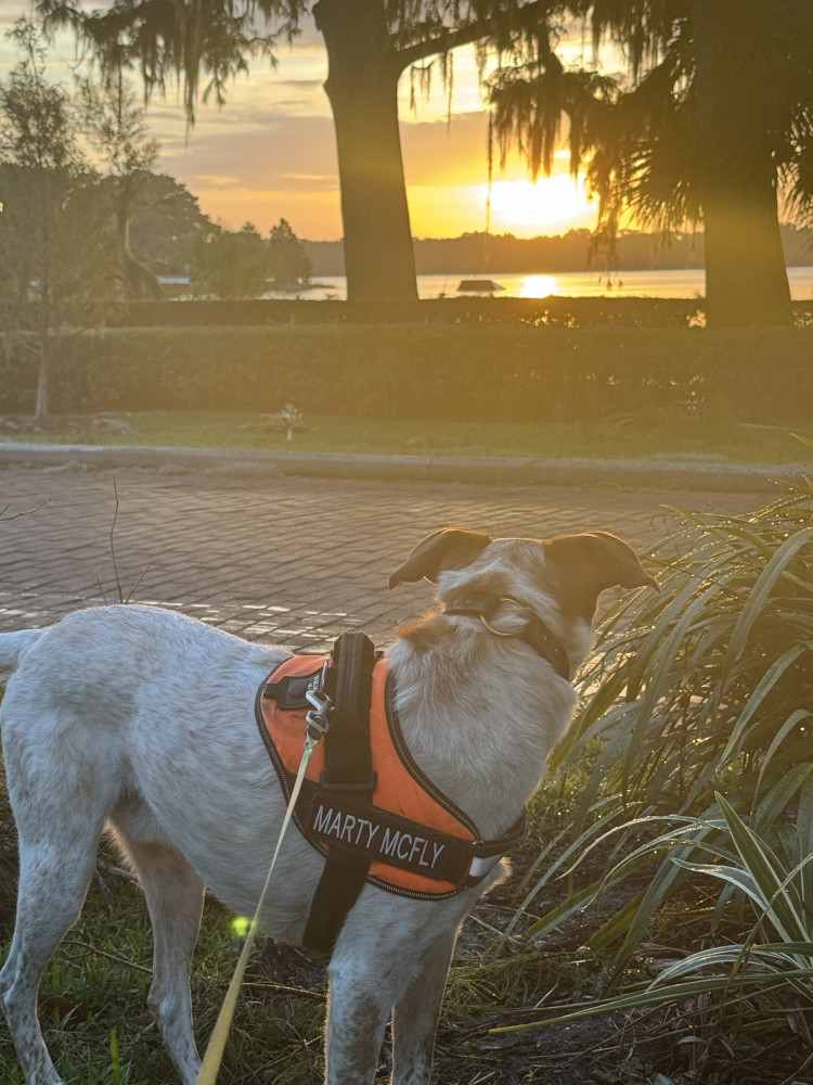 Reunited Male Dog (White with red spots/ticking, Hound mix)