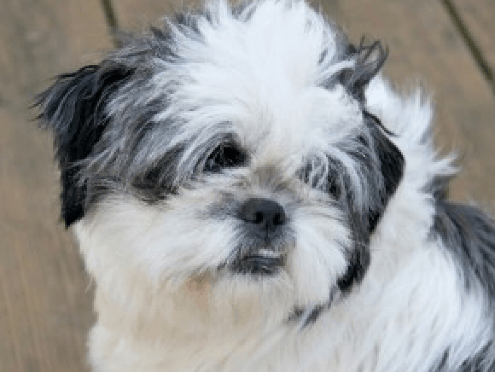 Reunited Male Dog (BLACK AND WHITE, SHIH TZU)